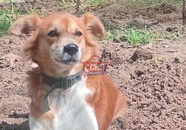 help me find my dog