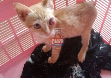 This kitten was hit by a vehicle and brought him while on the road