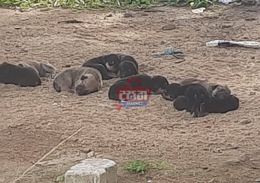 These puppies are in Homagama Hospital…
