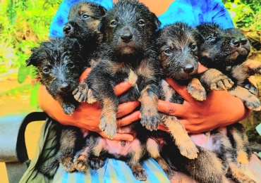 Jermyn Shepard  Puppy’s